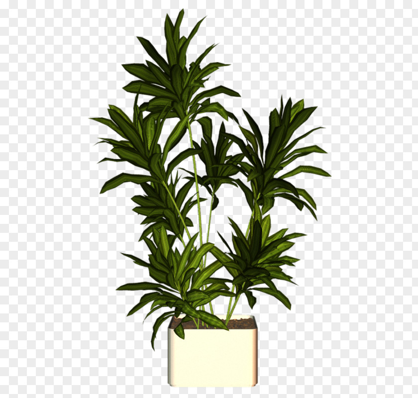 Plant Arecaceae Houseplant Flowerpot PNG
