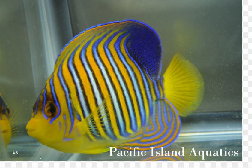 Undersea Reef Aquariums Marine Biology Cobalt Blue Coral Fish Pomacanthidae PNG