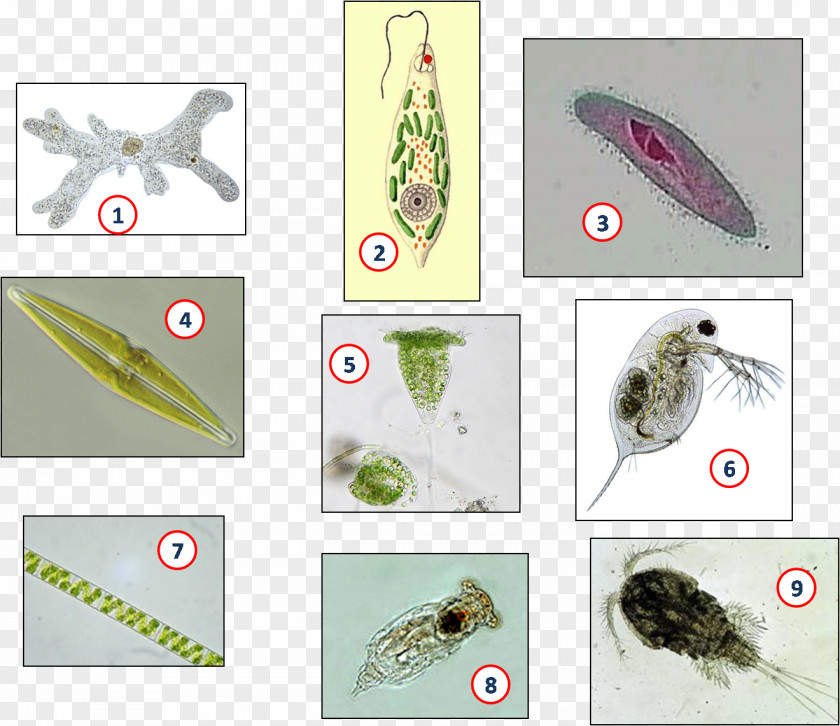 Humans Multicellular Organism Organization PNG