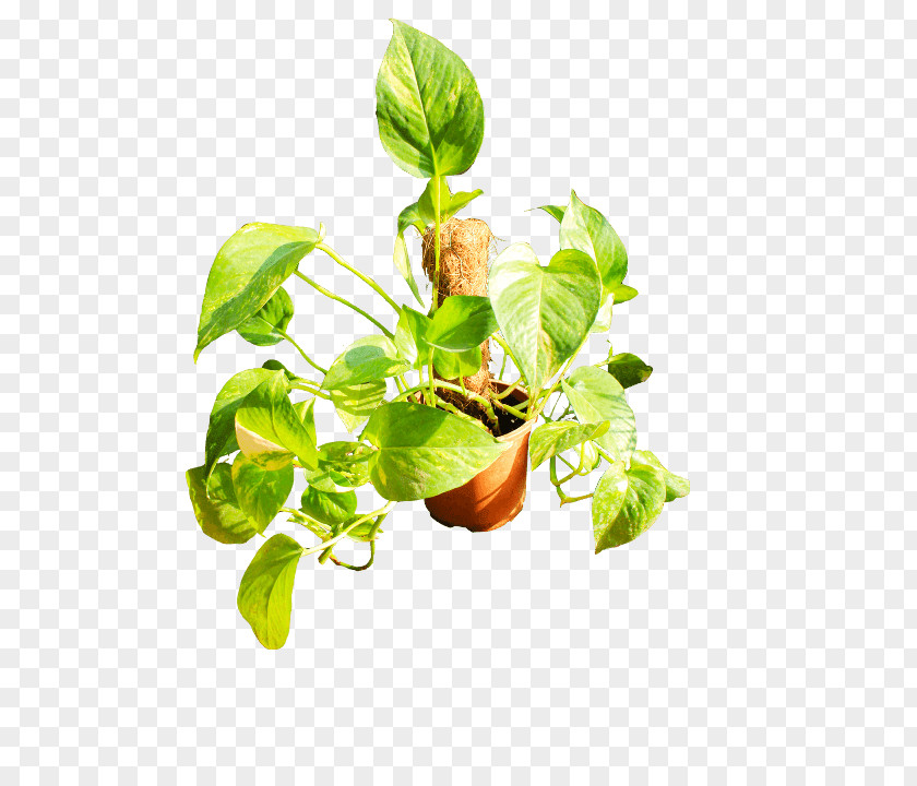 Leaf Basil Flowerpot Plant Stem Branching PNG