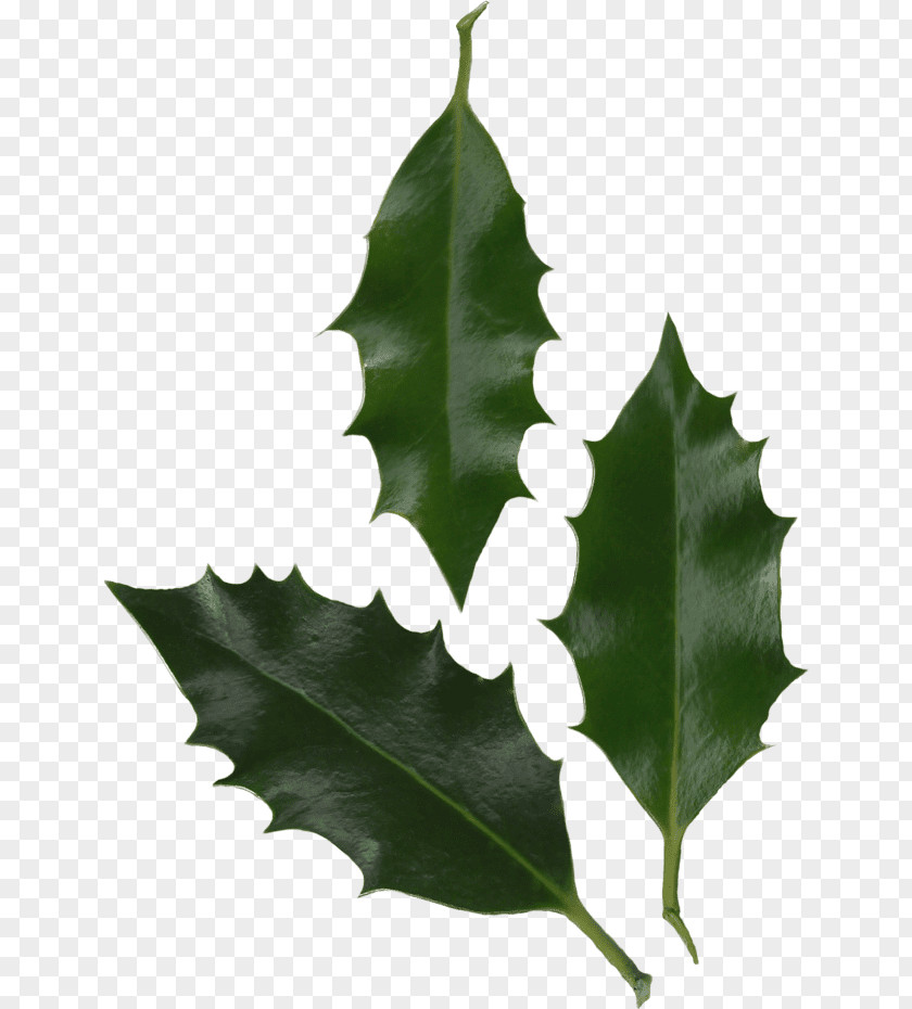 Leaf Common Holly Oregon Grape Japanese Tree PNG