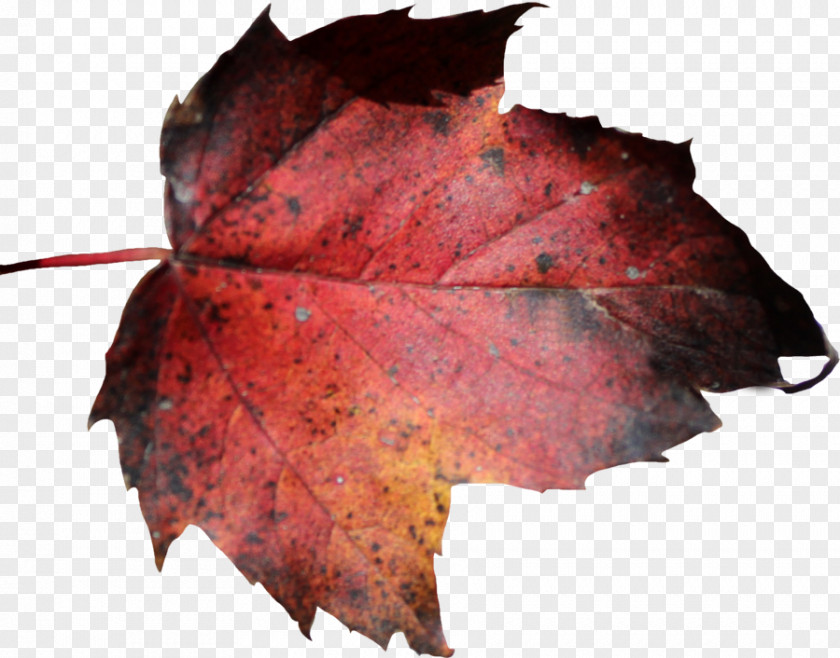 Leaf Maple Autumn Color PNG