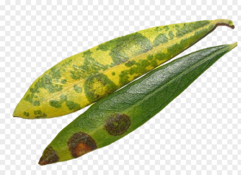 Leaf Spilocaea Oleaginea Olive Disease Bonsai PNG
