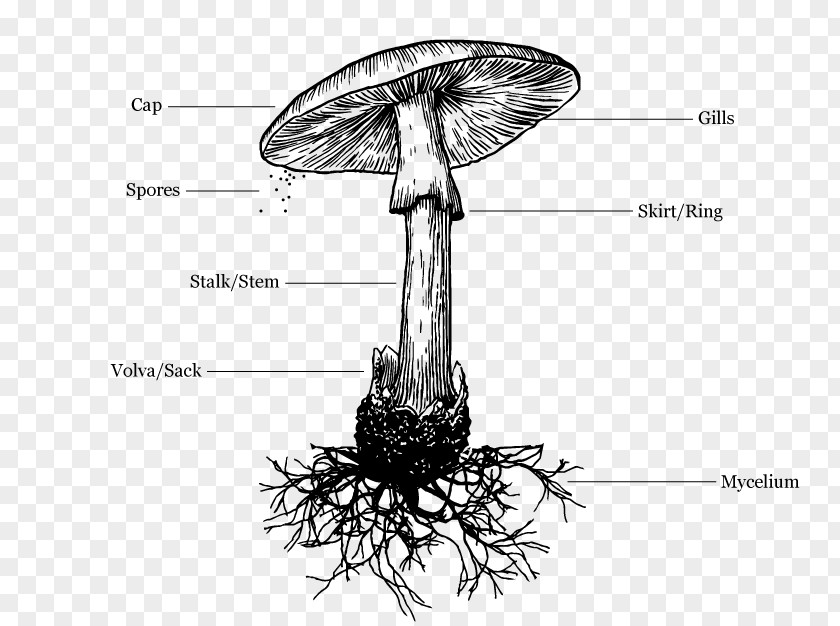 Mushroom Amanita Muscaria Death Cap Drawing PNG