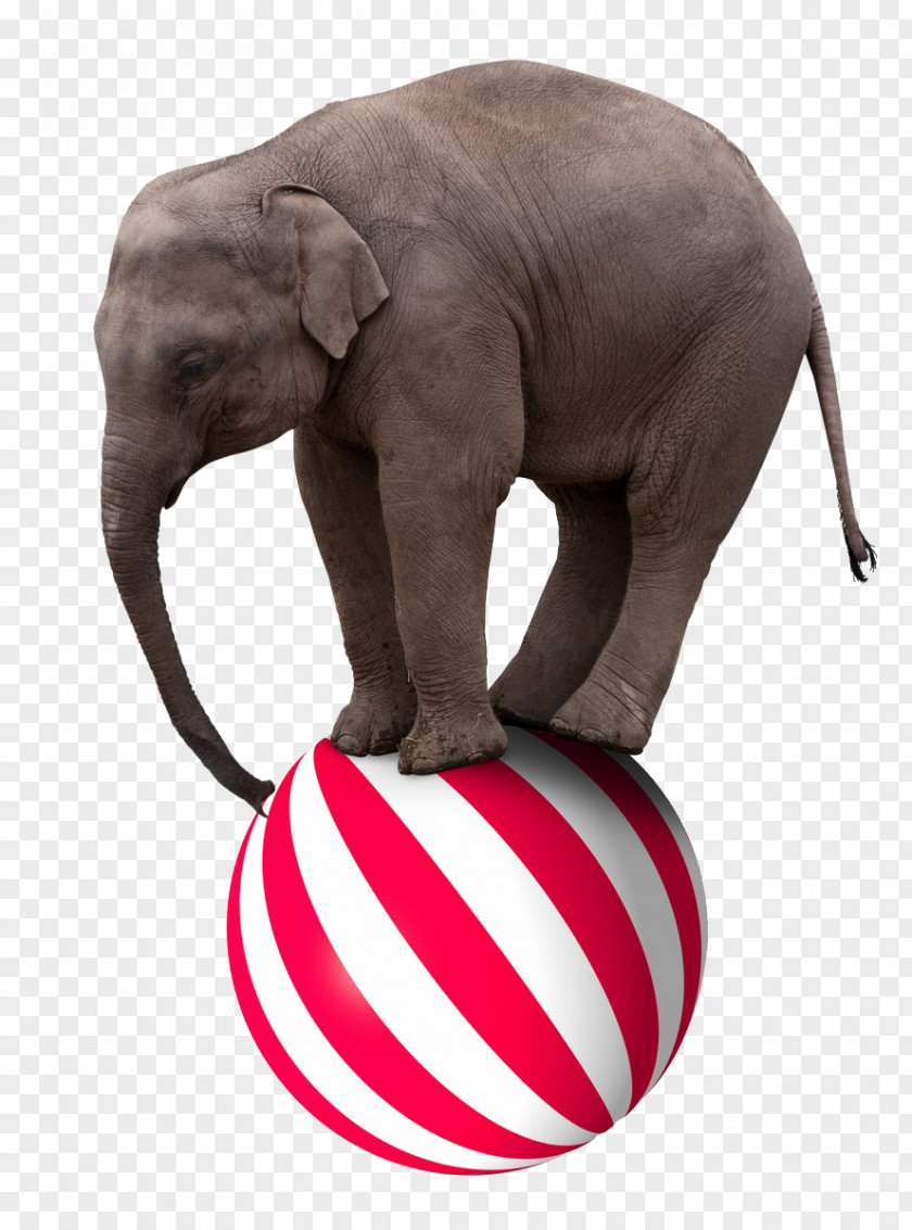 PPT Creative Circus Elephant Stepped On The Ball Stock Photography Royalty-free Clip Art PNG