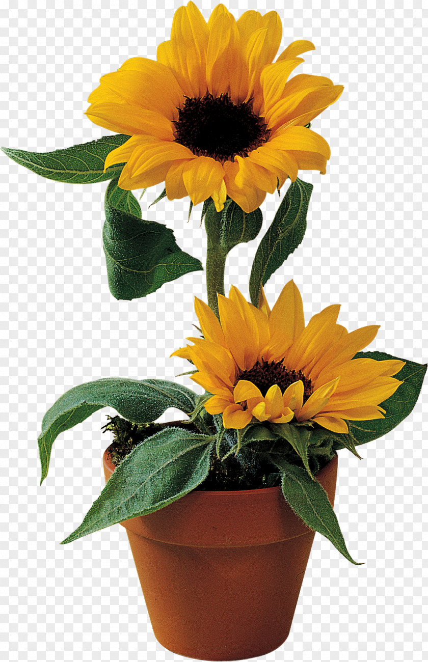 Sunflower Common Flowerpot Clip Art PNG