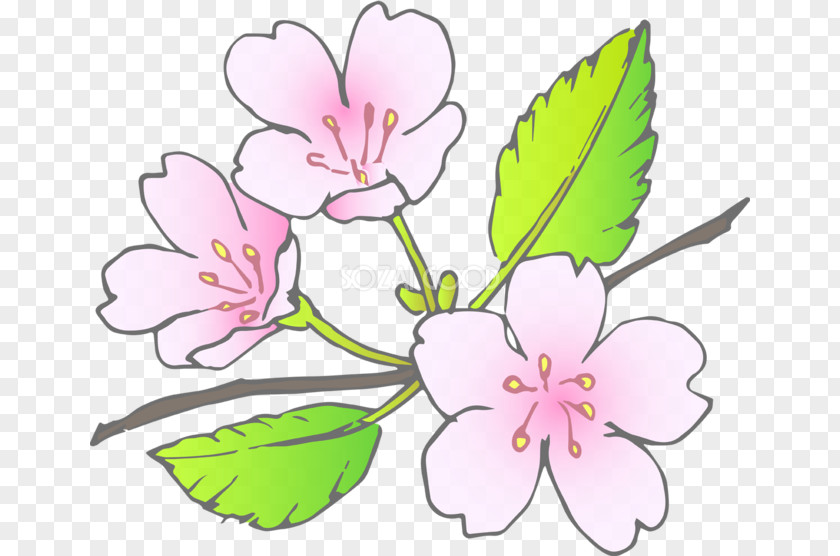 Floral Design Blossom Cut Flowers Plant Stem PNG