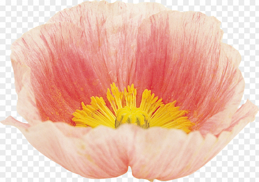 Flower Poppy Google Images Blume PNG