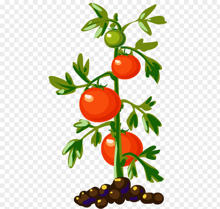 Growth Tomatoes Tomato Plant Vegetable Vine Clip Art PNG