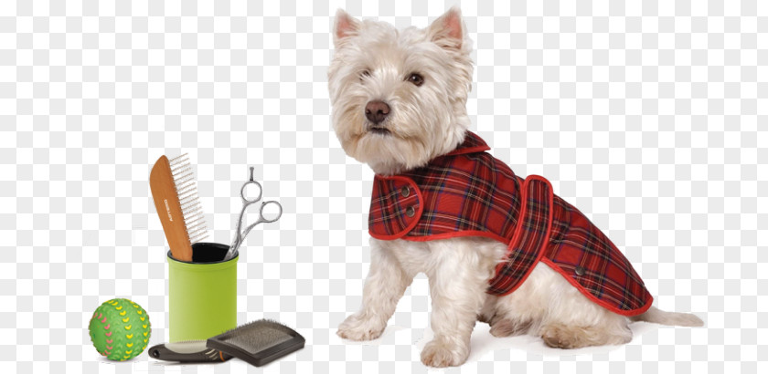 Puppy Dog Breed West Highland White Terrier Tartan Coat PNG