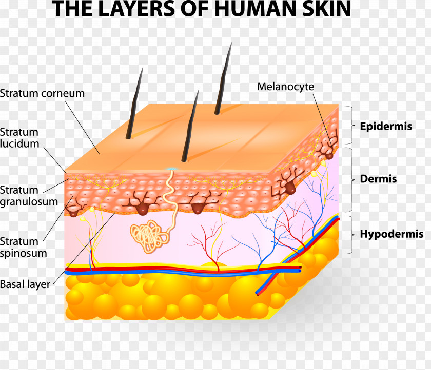 Lucidum Human Skin Subcutaneous Tissue Epidermis PNG