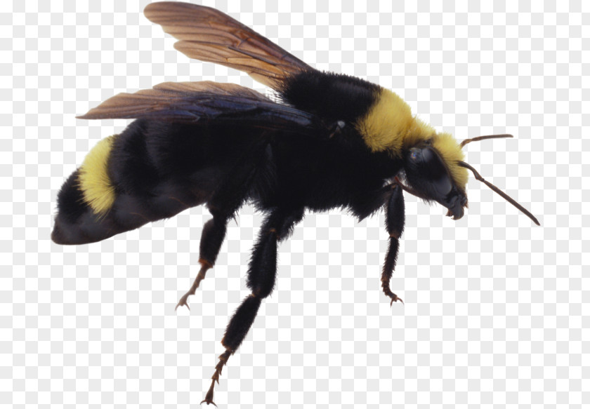 Bee Bumblebee Hornet Insect PNG