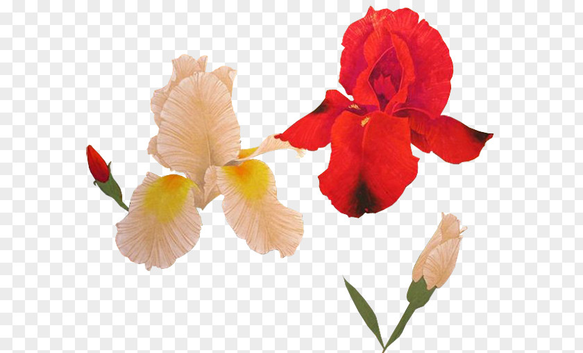 Canna Iris Family Cut Flowers Plant Stem Irises PNG