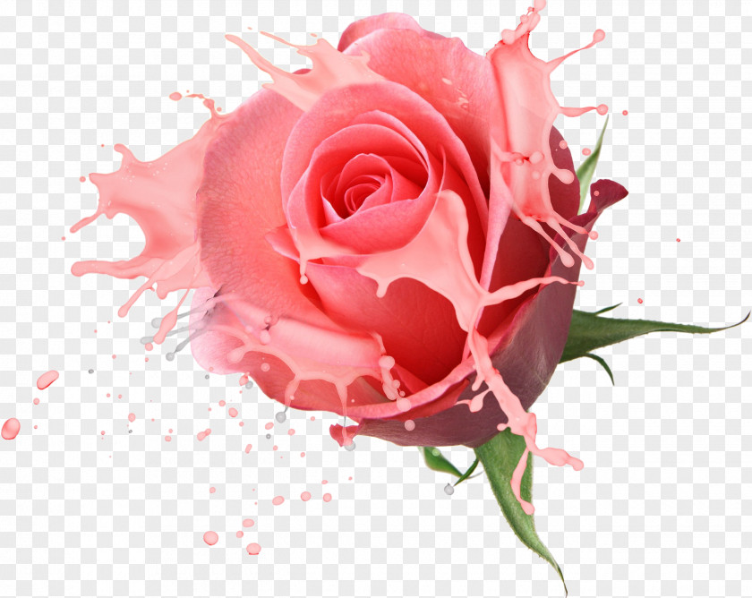 Floral Design Flower Bouquet Rose Drawing PNG