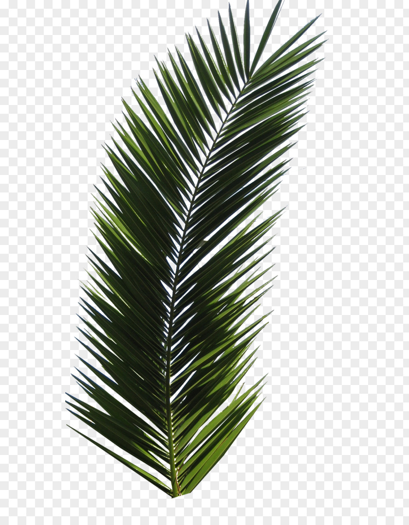 Leaf Palm Trees Clip Art Frond PNG