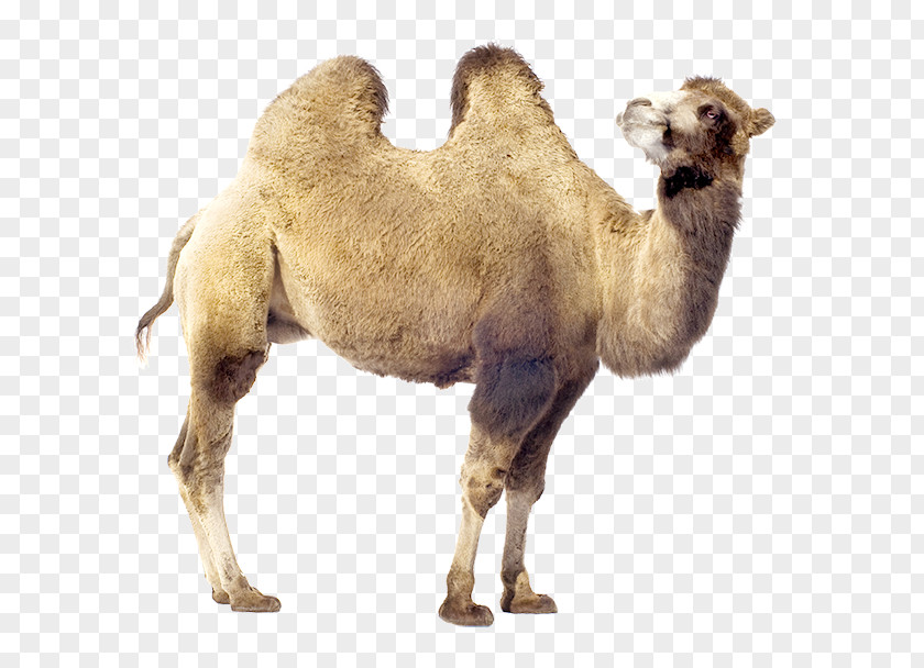 Bactrian Camel Dromedary Stock Photography Royalty-free PNG