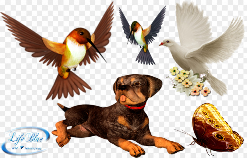 Cute Animals Bird Clip Art PNG