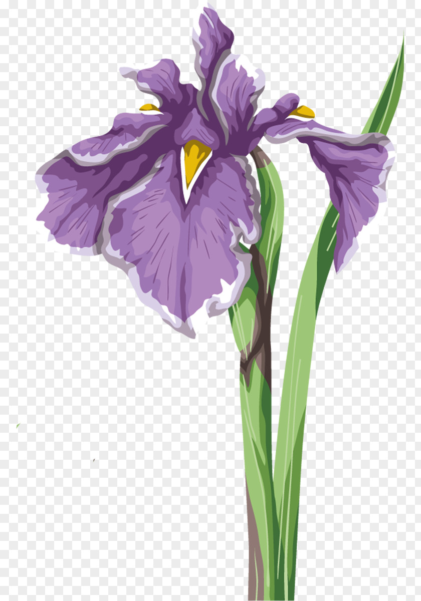 Flower Iris Data Set Wall Versicolor PNG