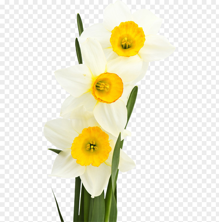 Flower White Bunch-flowered Daffodil Yellow Green PNG
