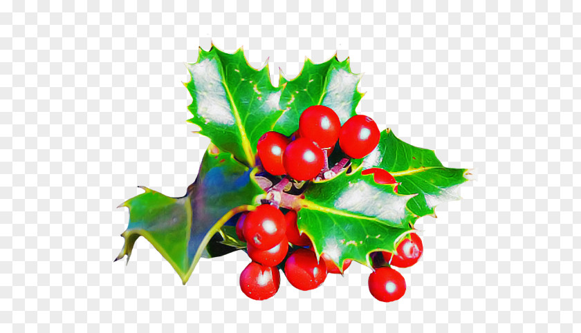 Holly PNG