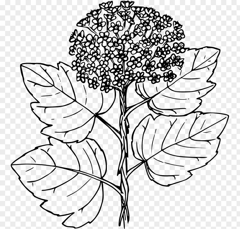 Ninebark Floral Design Physocarpus Malvaceus Line Art Clip PNG