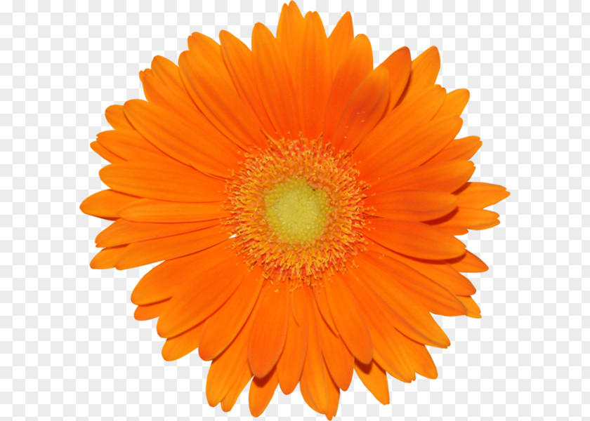 Orange Transvaal Daisy Common Drawing Clip Art PNG