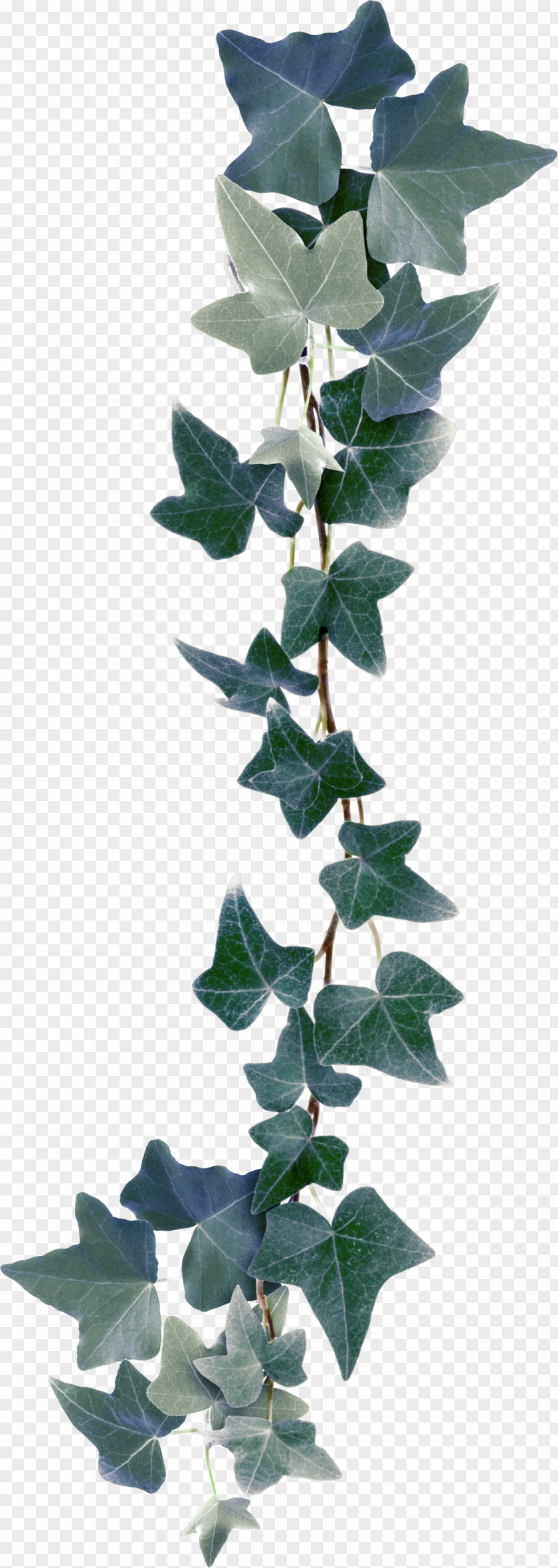 Plant Leaves Bindweed Ivy Clip Art PNG