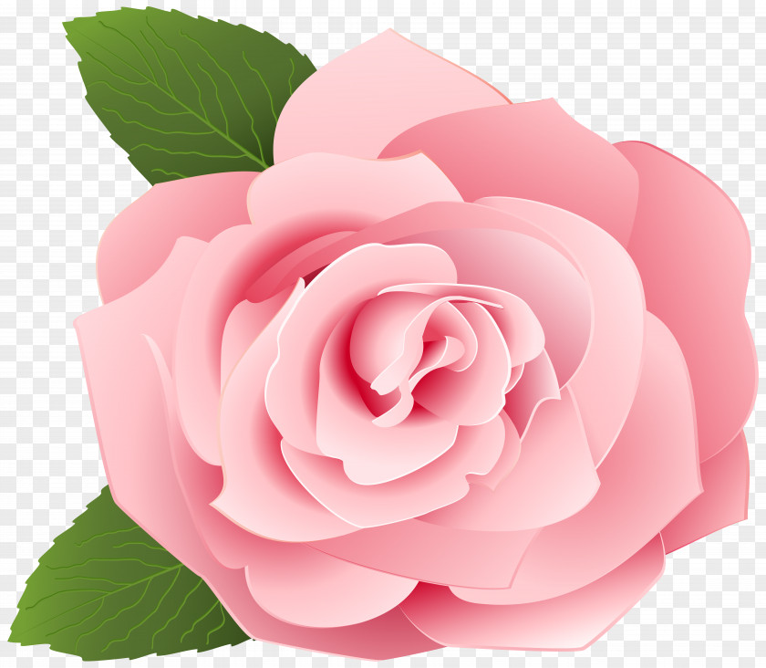 Rose Transparent Clip Art Image Garden Roses Centifolia PNG