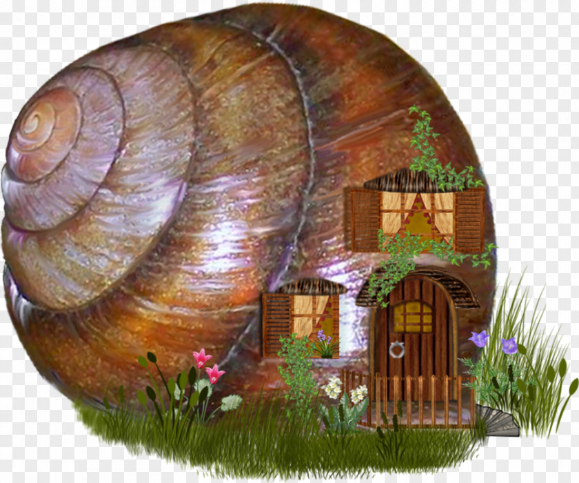 Snail Download Clip Art PNG