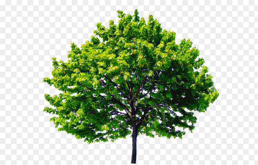 Arbor Day PNG