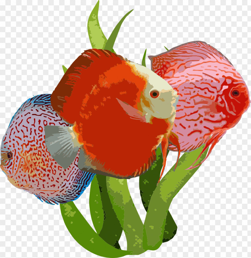 Fish Goldfish Aquarium Fishkeeping Angelfish PNG