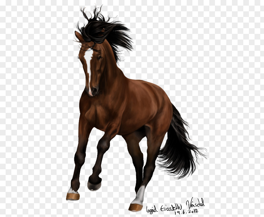 Har Mahadev Mane Mare Pony Mustang Coldblood Trotters PNG