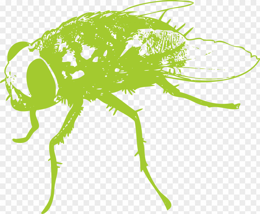 Insect Flies Fly Wing Clip Art PNG