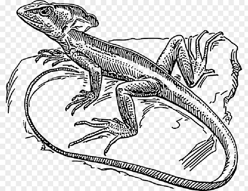 Lizard Line Drawing Common Basilisk Coloring Book Reptile PNG