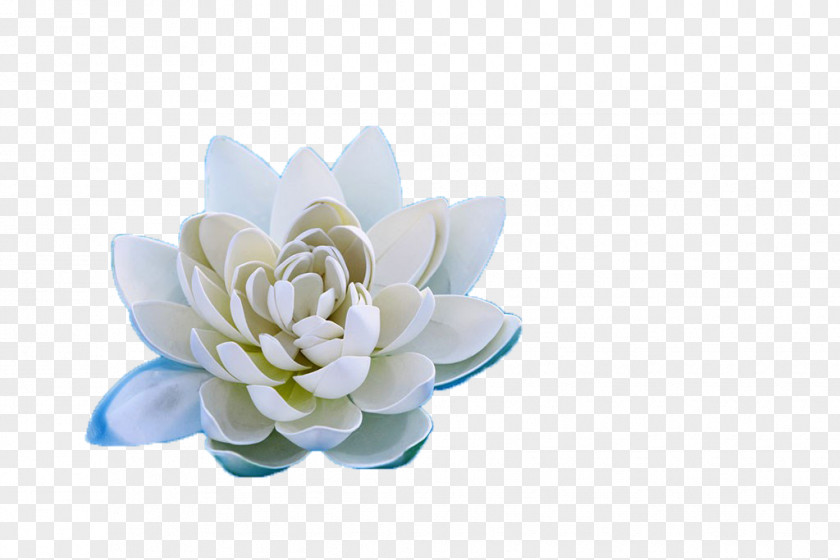 Lotus Floral Design Cut Flowers Rosaceae Petal Wallpaper PNG