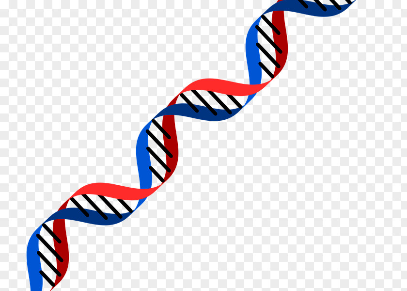 Animal Figure Nucleic Acid Double Helix Cartoon PNG