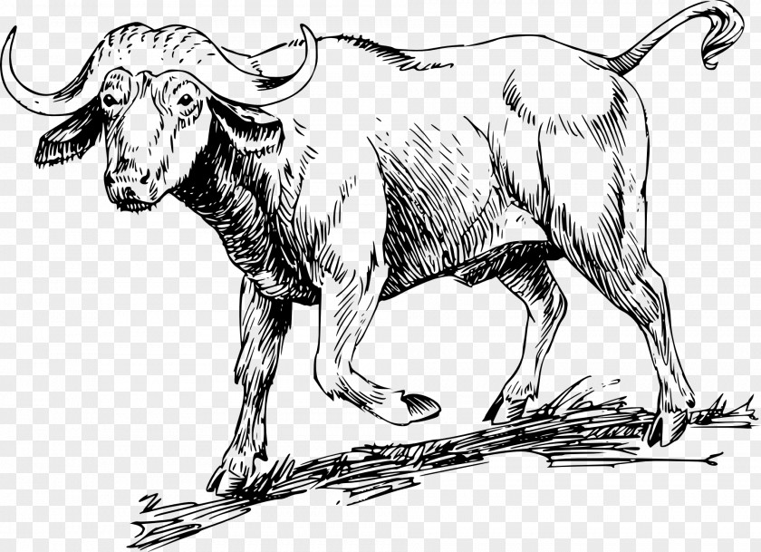 Buffalo Water American Bison Coloring Book African Clip Art PNG