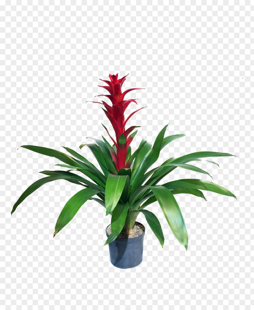 Plant Bromelia Houseplant Aechmea Staghorn Ferns PNG