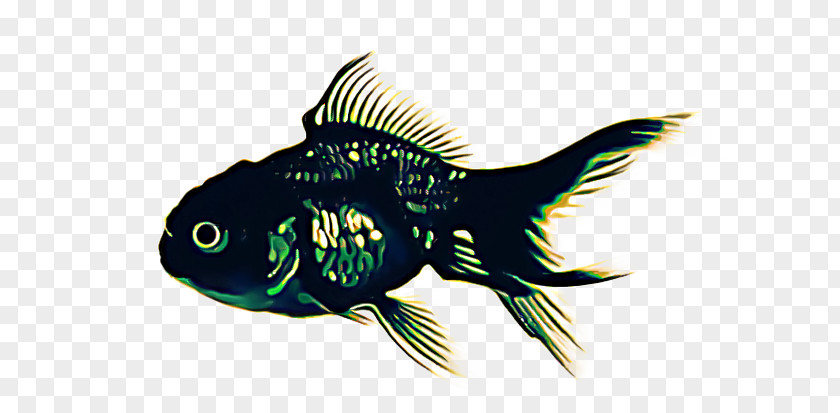 Rayfinned Fish Pomacanthidae Cartoon PNG
