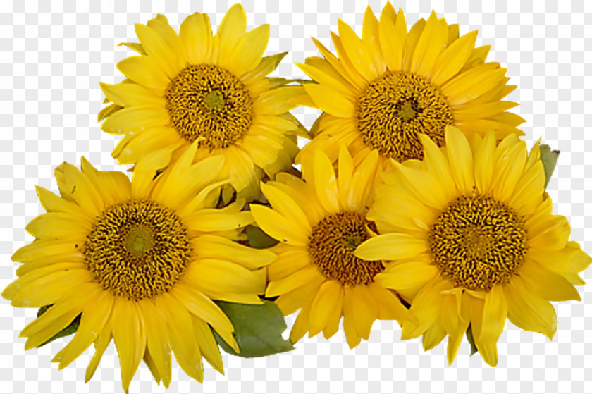 Sunflower Common Clip Art PNG