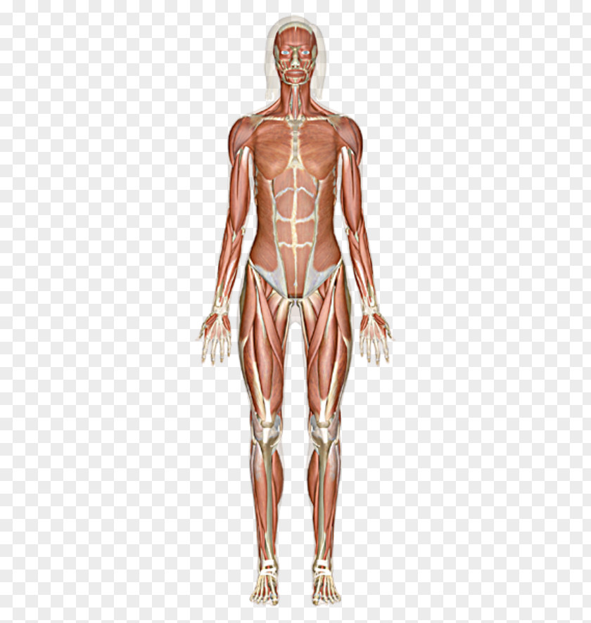 The Muscular System Skeletal Muscle Human Body PNG