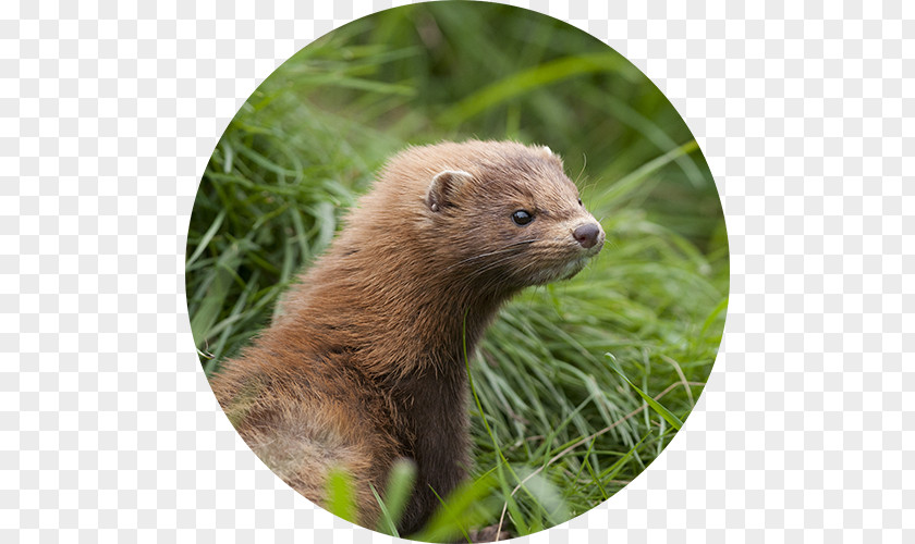 Lynx American Mink Otter European Squirrel PNG