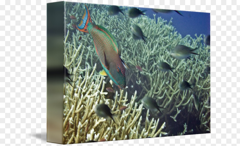 Stony Corals Coral Reef Fish Ecosystem Marine Biology PNG