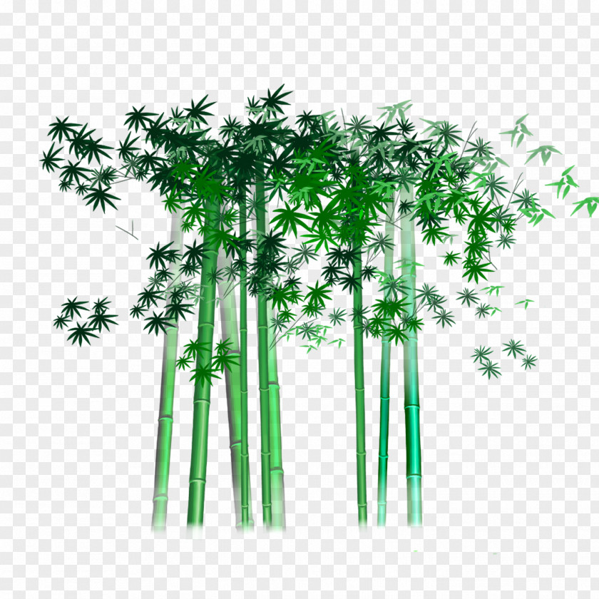 Bamboo Bambusa Multiplex Bamboe PNG