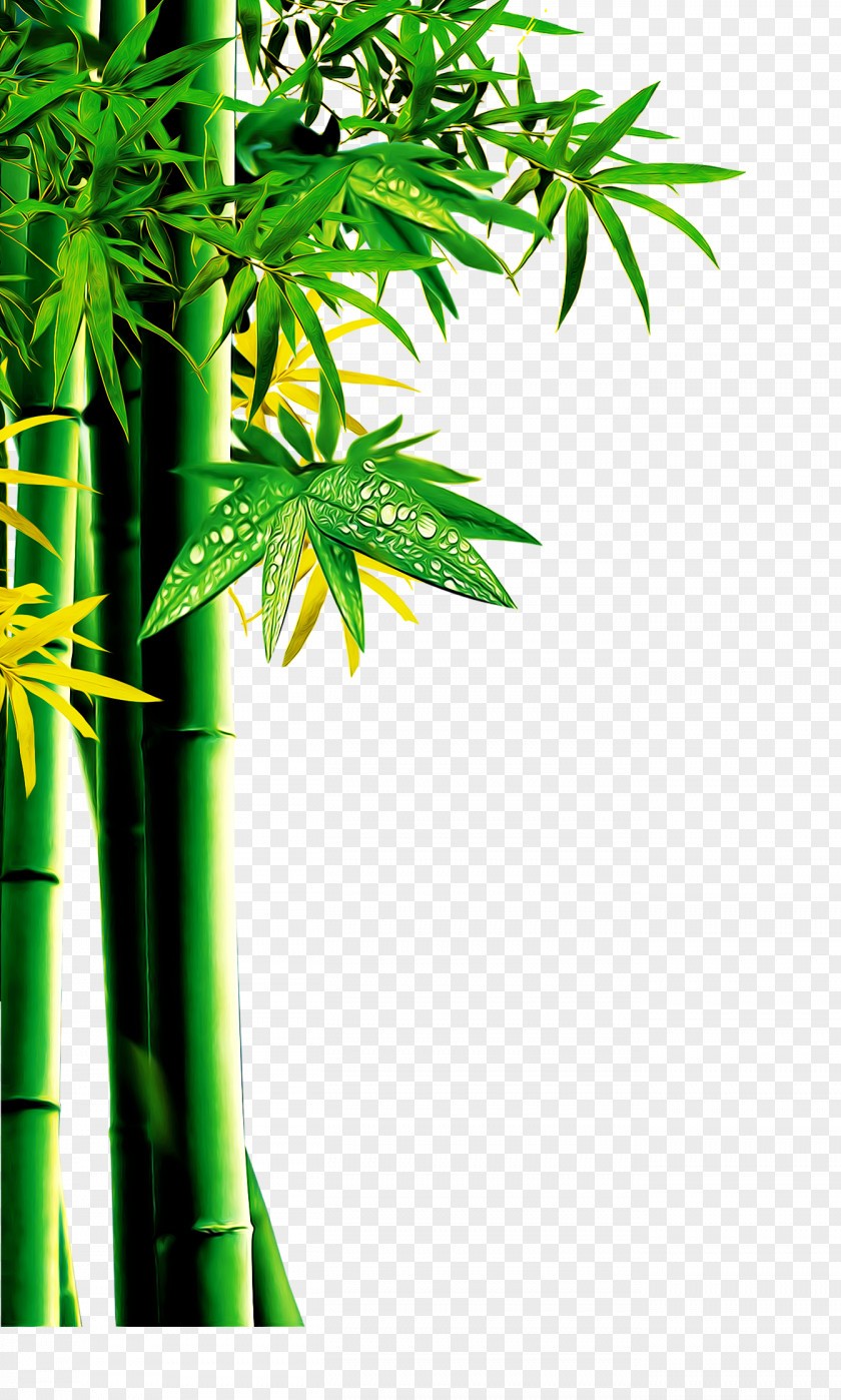 Bamboo Download RGB Color Model PNG