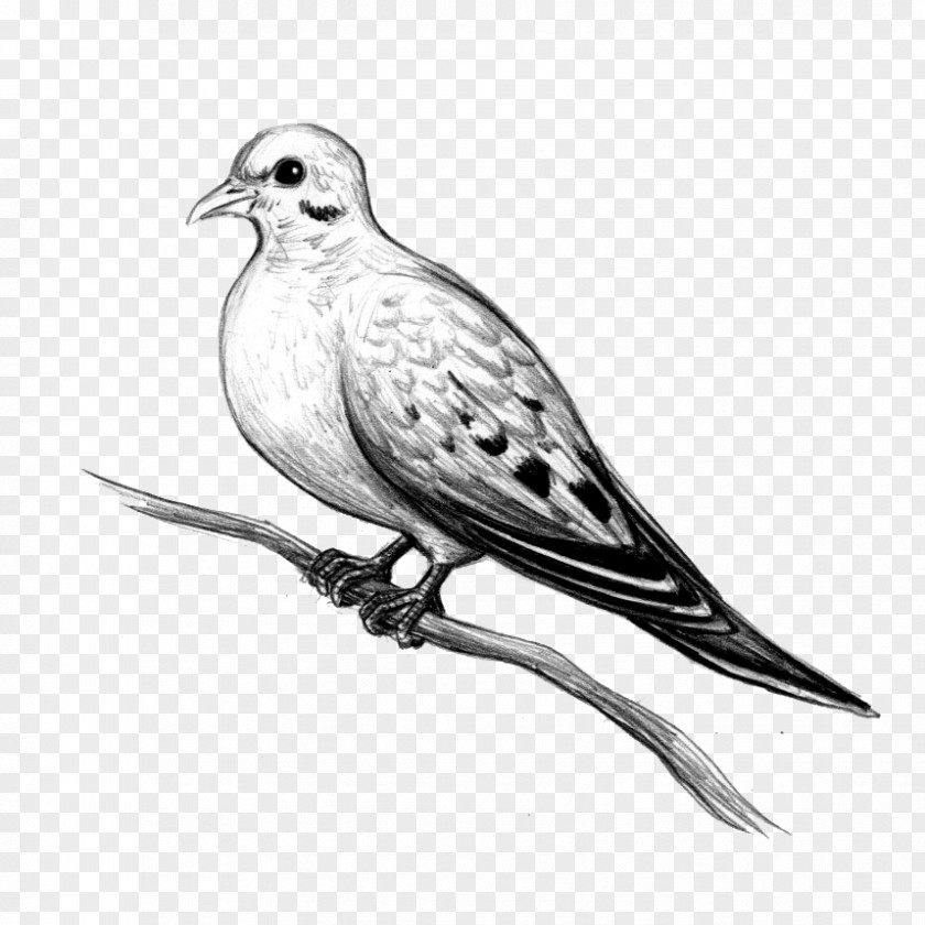 Bird Beak American Mourning Dove Drawing Stock PNG