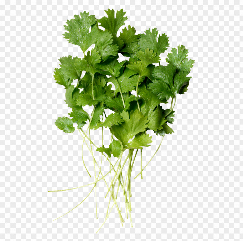 Celery Coriander Salsa Mexican Cuisine Vegetable Herb PNG