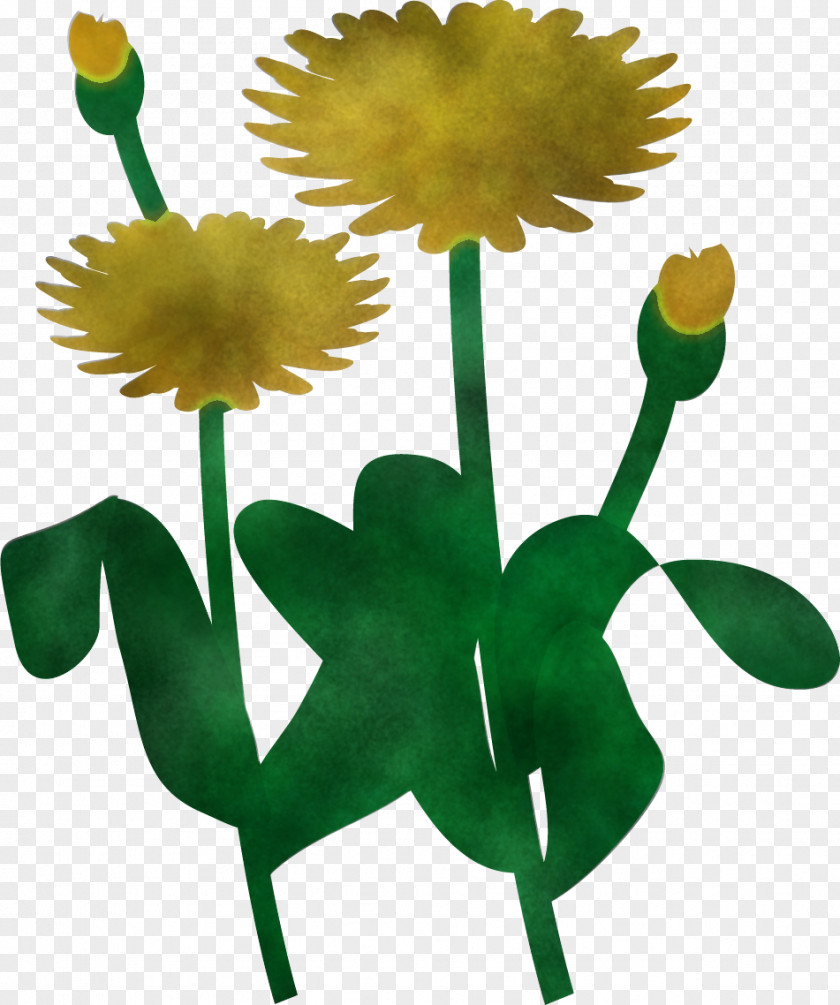 Dandelion PNG