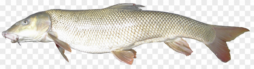 Fish Barramundi Animal PNG