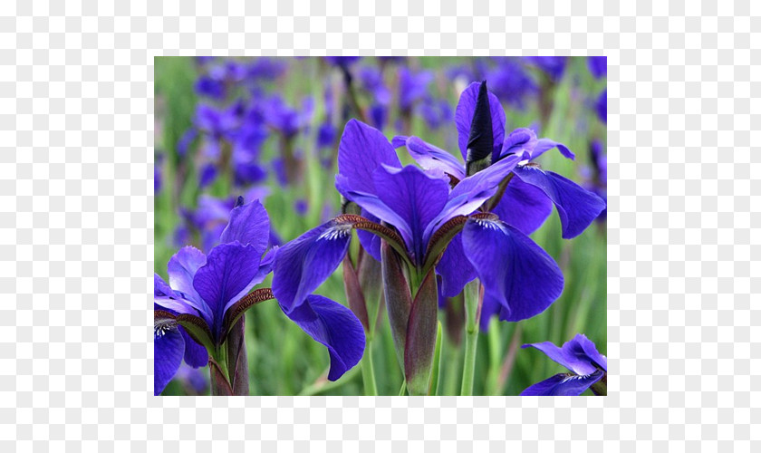 Iris Versicolor Orris Root Bellflower Gentianaceae PNG